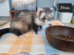 Fretten zoeken huisje, Meerdere dieren
