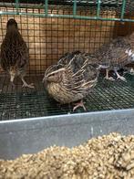 Japanse kwartels, Dieren en Toebehoren, Pluimvee