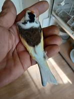 Te koop kleine wittekeel en bonte, Dieren en Toebehoren