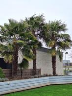 Palmbomen, Jardin & Terrasse, Plantes | Arbres, 250 à 400 cm, Plein soleil, Printemps, Palmier