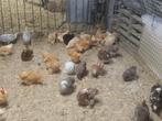 Cochin kriel, Vrouwelijk, Kip