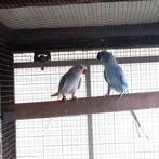 HALSBAND PARKIETEN, Meerdere dieren, Parkiet, Geringd