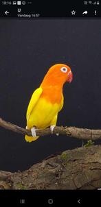 fischeri, Dieren en Toebehoren, Meerdere dieren, Dwergpapegaai of Agapornis
