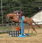 6 jarige merrie, Dieren en Toebehoren, Paarden, Merrie, Zadelmak