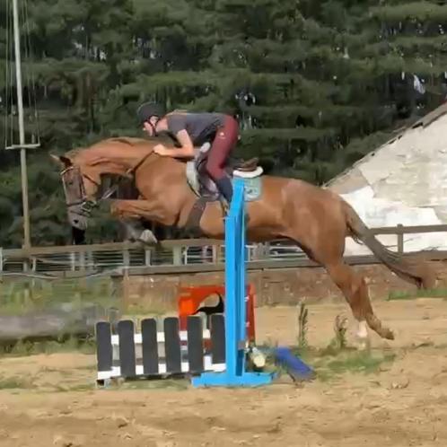 6 jarige merrie, Dieren en Toebehoren, Paarden, Merrie, Zadelmak