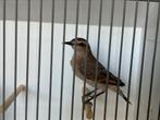 Isabel tapuit, Dieren en Toebehoren, Vogels | Overige Vogels, Geringd