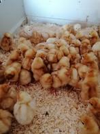 kuikens traditionele leghennen 10 rassen uitkomst 24 juni, Dieren en Toebehoren, Pluimvee, Vrouwelijk, Kip