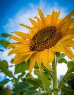 Zaden van zonnebloem, Tuin en Terras, Ophalen of Verzenden