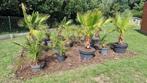 Tropische palmen te koop! Breng de zon naar je tuin!, Tuin en Terras, Planten | Bomen, 100 tot 250 cm, Zomer, Palmboom, Ophalen