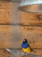 Gouldamandines, Dieren en Toebehoren, Vogels | Overige Vogels, Meerdere dieren, Tropenvogel, Geringd