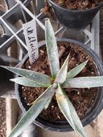 mangave bloedspot, Tuin en Terras, Planten | Tuinplanten, Ophalen