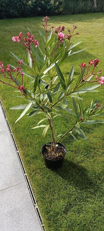 Oleander terrasplant beschikbaar voor biedingen