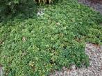 Pachysandra kruipgroen 4m2 GRATIS, Tuin en Terras, Ophalen
