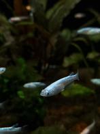Medaka Miyuki Blue - japanse rijstvisjes., Dieren en Toebehoren, Vissen | Aquariumvissen, Zoetwatervis, Schoolvis, Vis