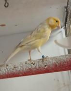 kanariePOP te koop, Dieren en Toebehoren, Vrouwelijk, Zangkanarie