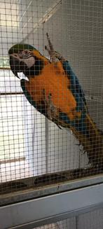 blauw-gele ara pop, Dieren en Toebehoren, Vrouwelijk, Papegaai, Pratend