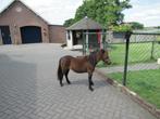 Een elegante merrie Muchacha v.d. Ponyfarm, Merrie, Gechipt, 0 tot 2 jaar