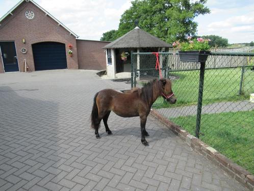 Een elegante merrie Muchacha v.d. Ponyfarm, Dieren en Toebehoren, Pony's, Merrie, 0 tot 2 jaar, Gechipt, Ontwormd