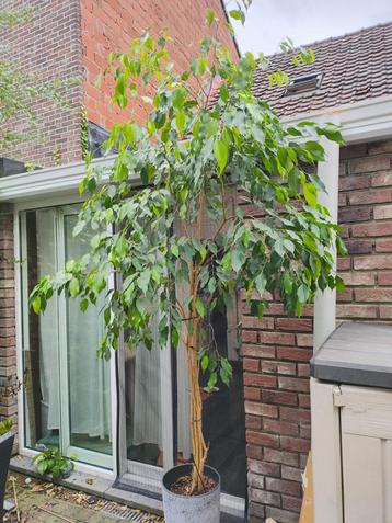 Ficus Benjamina beschikbaar voor biedingen