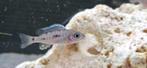 Sciaenochromis fryeri iceberg ahli malawi cichliden, Dieren en Toebehoren, Vissen | Aquariumvissen, Vis, Zoetwatervis