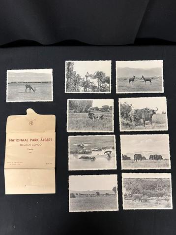 Congo, Congo belge, Parc national Albert, faune, Collections, Enlèvement ou Envoi