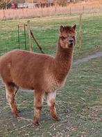 Alpaca dekhengst, Mâle, Alpaca