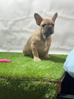Franse bulldog puberpups, Dieren en Toebehoren, 15 weken tot 1 jaar, Buitenland, CDV (hondenziekte), Bulldog