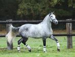 Gave pre andalusier cruzado ruin, Dieren en Toebehoren, Paarden, Ruin, L, Gechipt, 3 tot 6 jaar