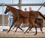 Merrie veulen, Dieren en Toebehoren, Paarden, Merrie, Springpaard, Gechipt, Niet van toepassing