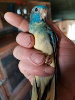 Splendid aqua /blauw  24, Dieren en Toebehoren, Vogels | Parkieten en Papegaaien, Geringd