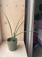 Kamerplant: Sansevieria, Huis en Inrichting, Kamerplanten, Ophalen, Overige soorten, Halfschaduw, Minder dan 100 cm