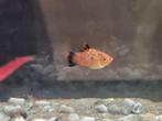 Platy's, Dieren en Toebehoren, Vissen | Aquariumvissen