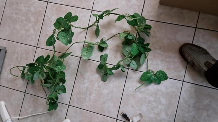 terrarium gerief, Animaux & Accessoires, Reptiles & Amphibiens | Accessoires, Enlèvement