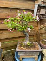 Malus bonsai, Tuin en Terras, Planten | Bomen, Ophalen