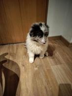 Prachtige australian Shepherd pups, Dieren en Toebehoren, Honden | Herdershonden en Veedrijvers, België, 8 tot 15 weken, CDV (hondenziekte)