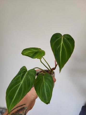 philodendron gloriosum dark form