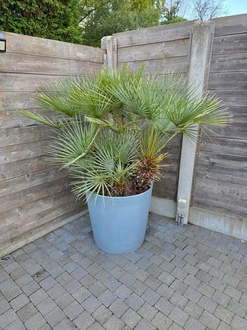 Chamaerops Humilis 'cerifera' .