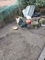 Haan te koop, Dieren en Toebehoren, Pluimvee, Mannelijk, Kip