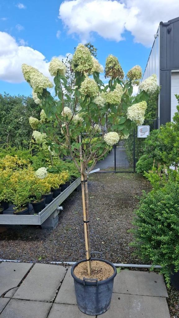 Hydrangea paniculata limelight. Solitaire boomje, Tuin en Terras, Planten | Bomen, Ophalen