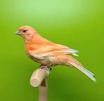 Couple de canaris avec ou sans cage complète, Animaux & Accessoires, Oiseaux | Canaris