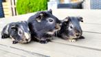 3 jonge cavia 's, Dieren en Toebehoren, Knaagdieren, Meerdere dieren, Cavia, Tam