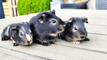 3 jonge cavia 's, Dieren en Toebehoren, Knaagdieren, Meerdere dieren, Cavia, Tam