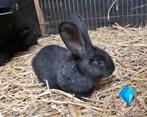 Nog 2 vlaamse reuzen voor een nieuw 🏡, Dieren en Toebehoren, Konijnen, Mannelijk, Groot, 0 tot 2 jaar