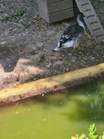 gans, Dieren en Toebehoren, Pluimvee