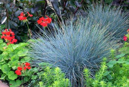 Festuca 'Elyah bleu', Tuin en Terras, Planten | Tuinplanten, Vaste plant, Siergrassen, Volle zon, Ophalen