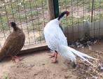 Koppel fazanten, Dieren en Toebehoren, Pluimvee, Meerdere dieren, Overige soorten