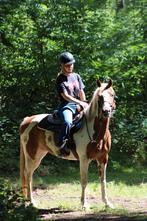 Knappe 10jarige merrie, Dieren en Toebehoren, Merrie