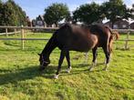 zeer brave merrie zoekt nieuwe thuis, Dieren en Toebehoren, Paarden, Gechipt, 11 jaar of ouder, Merrie, 160 tot 165 cm