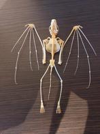 Vleermuis skelet, Enlèvement