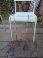 Mispelstruiken, mooi geworteld, Ophalen